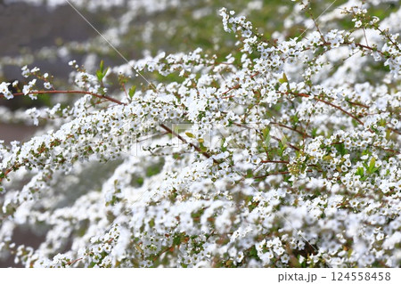 満開のユキヤナギ（雪柳） 124558458