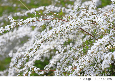 満開のユキヤナギ（雪柳） 124558460
