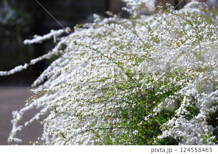 満開のユキヤナギ（雪柳） 124558465