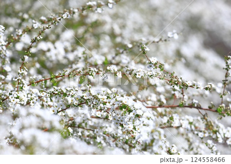 満開のユキヤナギ(雪柳) 満開のユキヤナギ(雪柳) 124558466