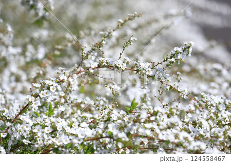 満開のユキヤナギ（雪柳） 124558467