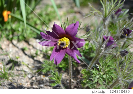 Vibrant purple flower in Madrid botanical garden. Pulsatilla Rubra. Pulsatila. Ranunculaceae Vibrant purple flower in Madrid botanical garden. Pulsatilla Rubra. Pulsatila. Ranunculaceae 124558489