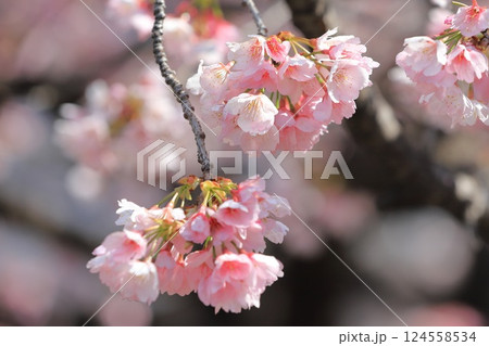 大寒桜（オオカンザクラ） or 安行桜（あんぎょうざくら）　　 124558534