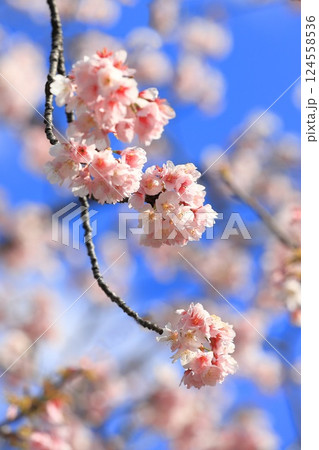 大寒桜（オオカンザクラ） or 安行桜（あんぎょうざくら）　　 124558536