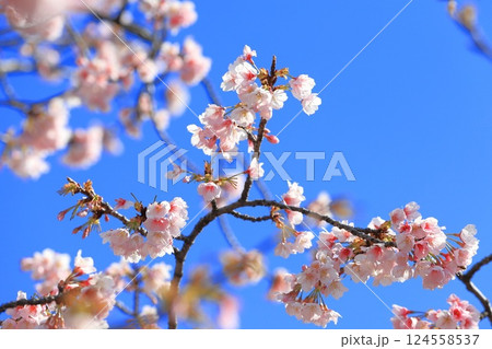 大寒桜（オオカンザクラ） or 安行桜（あんぎょうざくら）　　 124558537