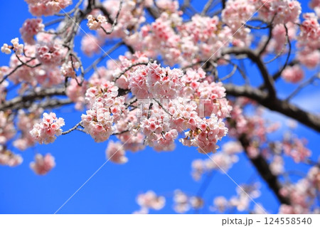 大寒桜（オオカンザクラ） or 安行桜（あんぎょうざくら）　　 124558540