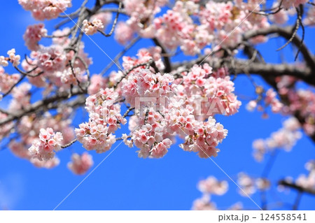 大寒桜(オオカンザクラ) or 安行桜(あんぎょうざくら) 大寒桜(オオカンザクラ) or 安行桜(あんぎょうざくら) 124558541