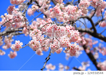 大寒桜（オオカンザクラ） or 安行桜（あんぎょうざくら）　　 124558544