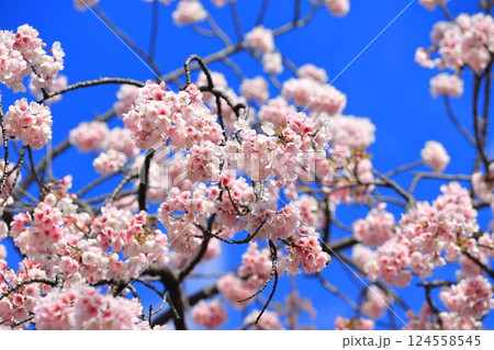 大寒桜（オオカンザクラ） or 安行桜（あんぎょうざくら）　　 124558545