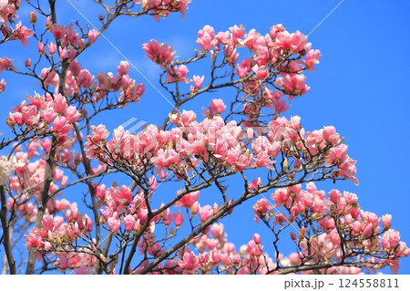 満開の紫木蓮（シモクレン）の花　　　 124558811
