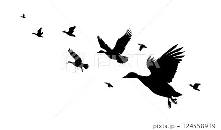 A flock of ducks flying. hand drawing. Not AI. Vector illustration 124558919