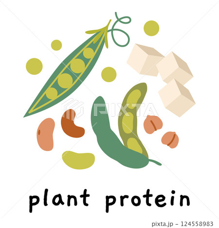 Plant based protein sources like Fresh green Soybean pod, Edamame, peas, beans, Tofu and chickpeas. Modern vector illustration isolated on white background, hand drawn, flat design 124558983