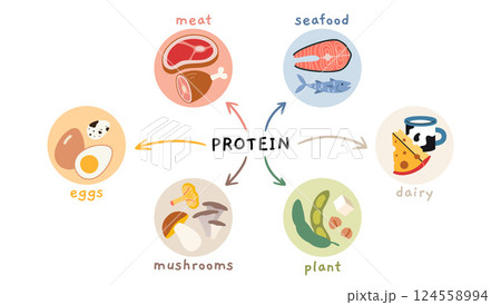 Different sources of protein infographics, including meat, seafood, eggs, dairy, mushrooms and plant based. Trendy modern vector illustration isolated on white, hand drawn, flat design Different sources of protein infographics, including meat, seafood, eggs, dairy, mushrooms and plant based. Trendy modern vector illustration isolated on white, hand drawn, flat design 124558994