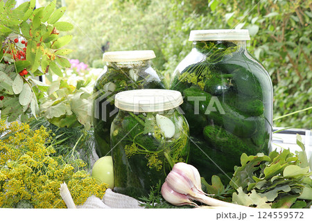 Cucumbers and ingredients for pickling them, healthy food concept. The process of making marinades at home. Cucumbers, dill, garlic, mountain ash, currant leaves, cherries, horseradish and basil. 124559572