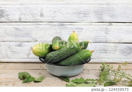 Fresh crispy cucumbers with currant, cherry and dill leaves for pickling in an iron bowl on an old wooden table, the concept of harvesting in the village, healthy and organic food, selective focus Fresh crispy cucumbers with currant, cherry and dill leaves for pickling in an iron bowl on an old wooden table, the concept of harvesting in the village, healthy and organic food, selective focus 124559573