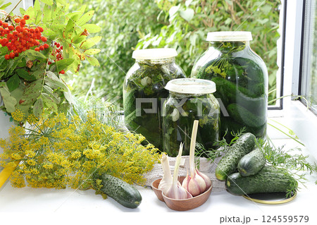 Cucumbers and ingredients for pickling them, the concept of healthy and natural food. Cooking pickles at home. Cucumbers, dill, garlic, mountain ash, currant leaves, cherries, horseradish and basil. Cucumbers and ingredients for pickling them, the concept of healthy and natural food. Cooking pickles at home. Cucumbers, dill, garlic, mountain ash, currant leaves, cherries, horseradish and basil. 124559579