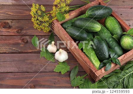 Cucumbers and ingredients for pickling them, the concept of healthy and natural food. Cooking pickles at home. Cucumbers, dill, garlic, mountain ash, currant leaves, cherries, horseradish and basil. 124559593