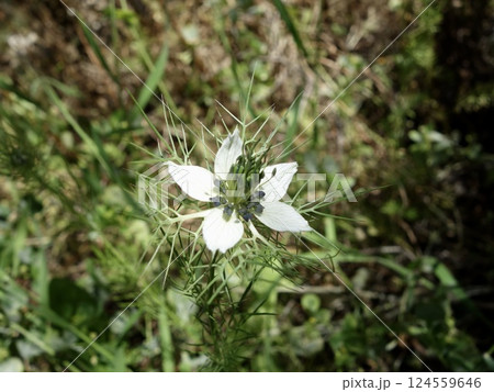 野生のニゲラの花 124559646