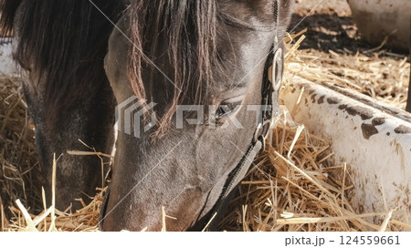 Dark horse enjoying hay in stable: close-up of feeding time Dark horse enjoying hay in stable: close-up of feeding time 124559661