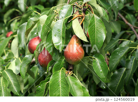 Pear in the autumn sunny garden on the branches of trees. Harvesting at a dacha in a village, beauty and gifts of nature, natural diet food, selective focus Pear in the autumn sunny garden on the branches of trees. Harvesting at a dacha in a village, beauty and gifts of nature, natural diet food, selective focus 124560019