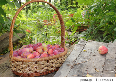 Basket with plums in the autumn garden on a background of trees and flowers. Harvesting in the country, Basket with plums in the autumn garden on a background of trees and flowers. Harvesting in the country, 124560034