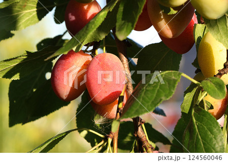 Plum in the autumn sunny garden on tree branches. Harvesting at the cottage in the village, the beauty and gifts of nature, natural diet food, selective focus Plum in the autumn sunny garden on tree branches. Harvesting at the cottage in the village, the beauty and gifts of nature, natural diet food, selective focus 124560046