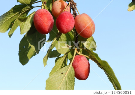 Plums in the autumn sunny garden on the branches of trees. Harvesting at a dacha in a village, beauty and gifts of nature, natural diet food, selective focus 124560051