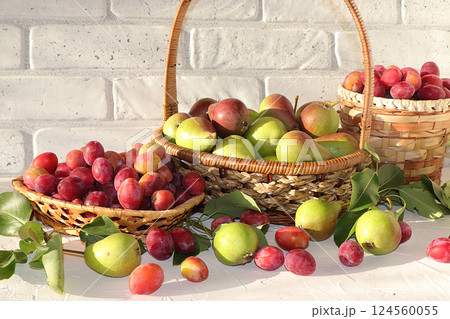 Pear and plum in the autumn sunny garden in baskets on a wooden background, copy space, Harvesting at the cottage in the village, the beauty and gifts of nature, natural diet food, selective focus Pear and plum in the autumn sunny garden in baskets on a wooden background, copy space, Harvesting at the cottage in the village, the beauty and gifts of nature, natural diet food, selective focus 124560055