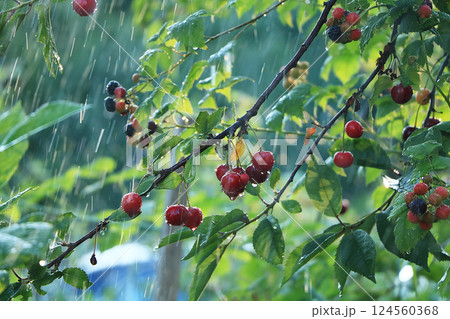 Cherry in the garden in the rain. Summer rain and drops on cherry berries 124560368