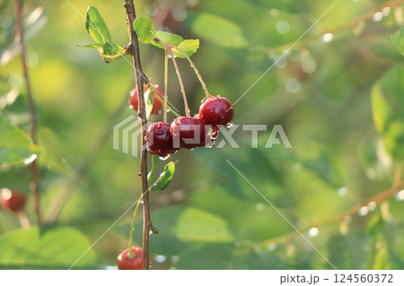 Cherry in the garden after the rain. Drops on the cherry berries in the sun, blurred natural bokeh Cherry in the garden after the rain. Drops on the cherry berries in the sun, blurred natural bokeh 124560372