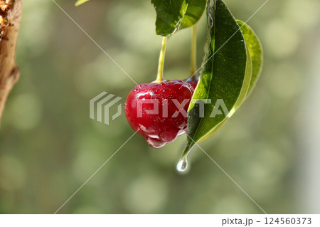 Cherry in the garden after the rain. Drops on the cherry berries in the sun, blurred natural bokeh Cherry in the garden after the rain. Drops on the cherry berries in the sun, blurred natural bokeh 124560373
