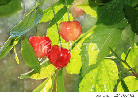 Cherry in the garden after the rain, selective focus. Drops on the cherry berries in the sun, blurred natural bokeh 124560462