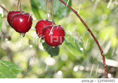 Cherry in the garden after the rain. Drops on the cherry berries in the sun, blurred natural bokeh Cherry in the garden after the rain. Drops on the cherry berries in the sun, blurred natural bokeh 124560485