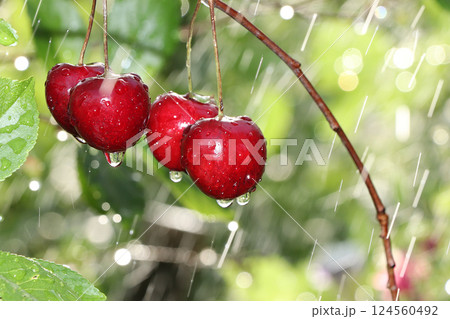 Summer rain in the garden and cherries with drops on bokeh background, blurred focus. Beautiful summer garden in the early morning with natural background of bokeh and rain and ripe juicy cherries. 124560492