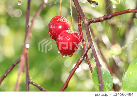 Summer rain in the garden and cherries with drops on bokeh background, blurred focus. Beautiful summer garden in the early morning with natural background of bokeh and rain and ripe juicy cherries. Summer rain in the garden and cherries with drops on bokeh background, blurred focus. Beautiful summer garden in the early morning with natural background of bokeh and rain and ripe juicy cherries. 124560494