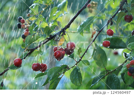 Cherry in the garden in the rain. Summer rain and drops on cherry berries Cherry in the garden in the rain. Summer rain and drops on cherry berries 124560497
