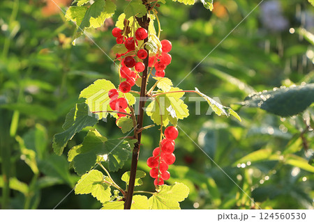 Summer rain in the garden and red currants with drops on the bokeh background, blurred focus. Beautiful summer garden in the early morning with natural background bokeh and dew, summer berries on the 124560530