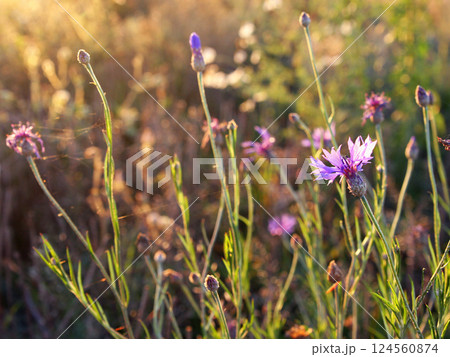 Cornflower is a purple flower in a spider web in the sunlight on the background of a field and other wildflowers. Crop production, meadow plants. Summer sunset and evening Cornflower is a purple flower in a spider web in the sunlight on the background of a field and other wildflowers. Crop production, meadow plants. Summer sunset and evening 124560874