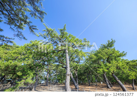 三保松原の松林 124561377