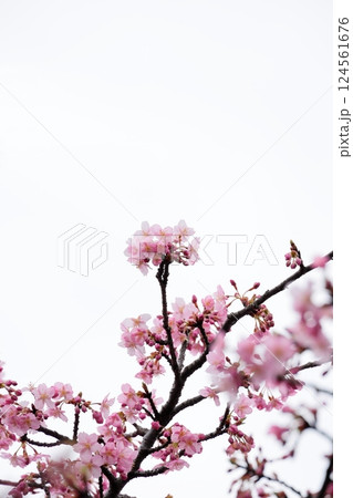 満開の河津桜 124561676