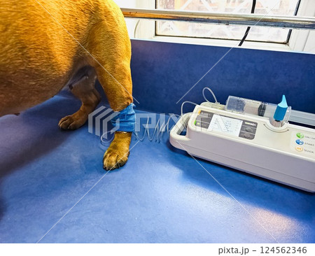 Close-up of a dog's paw with a catheter. Dog with a catheter in its paw stands on an operating table in veterinary clinic. A French bulldog undergoes treatment. Close-up of a dog's paw with a catheter. Dog with a catheter in its paw stands on an operating table in veterinary clinic. A French bulldog undergoes treatment. 124562346