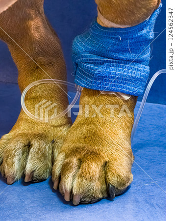 Close-up of a dog's paw with a catheter. Dog with catheter in its paw stands on an operating table in a veterinary clinic. French bulldog undergoes treatment. 124562347