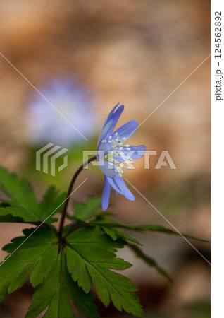 菊咲一華 124562892