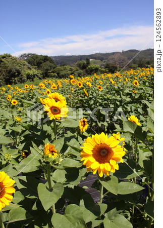 サンパウロ州で咲くヒマワリの花　ブラジル 124562893
