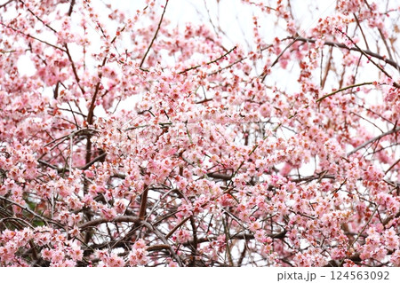 満開の小彼岸桜 124563092