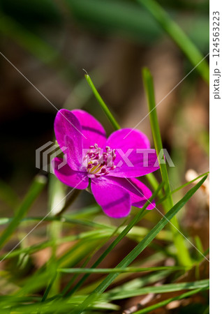 雪割草　ピンク　赤紫 124563223