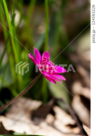 雪割草　ピンク　赤紫 124563226