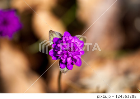 雪割草 ピンク 赤紫 千重咲き 雪割草 ピンク 赤紫 千重咲き 124563288