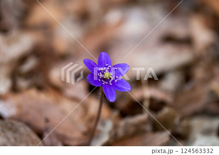 雪割草　紫　青紫 124563332