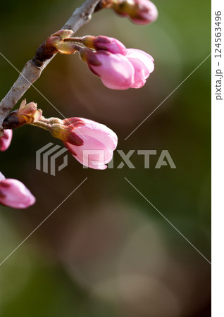 桜 河津桜 (かわづざくら) 化粧咲き前 桜 河津桜 (かわづざくら) 化粧咲き前 124563496